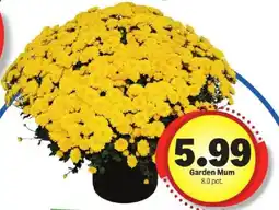 Meijer Garden Mum 8.0 pot. offer