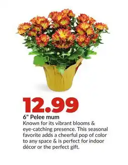 Hy-Vee 6 Pelee mum offer