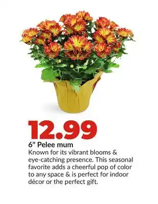 Hy-Vee 6 Pelee mum offer