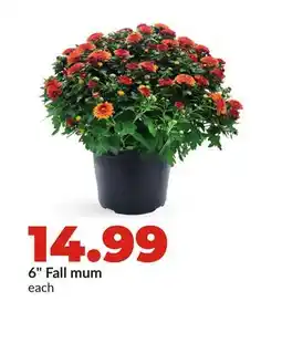 Hy-Vee 6 Fall mum offer