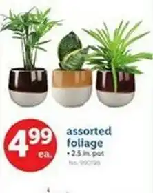 Lidl Assorted foliage offer