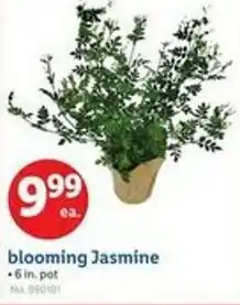 Lidl Blooming jasmine offer