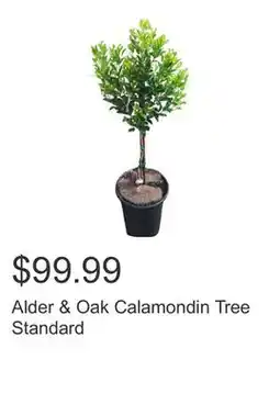 Costco Alder & Oak Calamondin Tree Standard offer
