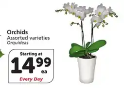 Albertsons Orchids offer