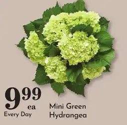 Pavilions Mini Green Hydrangea offer