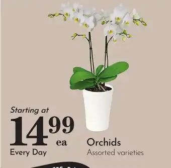 Pavilions Orchids offer