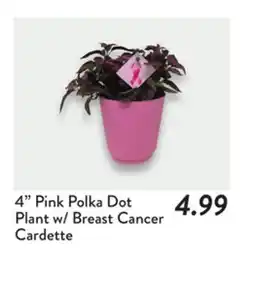 Fresh Thyme 4 Pink Polka Dot Plant w/Breast Cancer Cardette offer