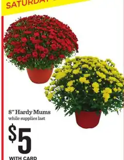 Mariano's 8 Hardy Mums offer