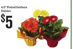 Mariano's 4.5 Potted Gerbera Daisies offer