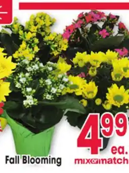 Jewel-Osco Fall Blooming offer