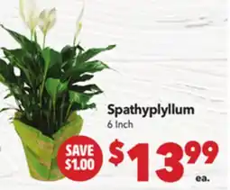 Vallarta Supermarkets Spathyplyllum offer