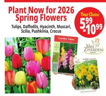 Ocean State Job Lot Tulips, Daffodils, Hyacinth, Muscari, Scilia, Pushkinia, Crocus offer
