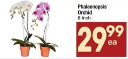 Albertsons Phalaenopsis Orchid offer