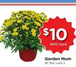 Kroger Garden mum offer