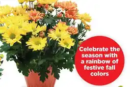 Hy-Vee 6 Fall festival mum offer