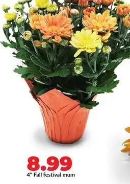 Hy-Vee 4 Fall festival mum offer