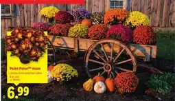 Lidl Point Pelee mum offer