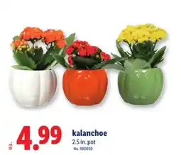 Lidl kalanchoe offer