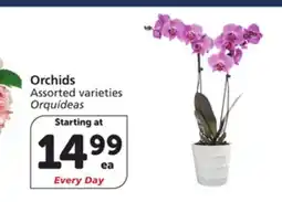 Albertsons Orchids offer