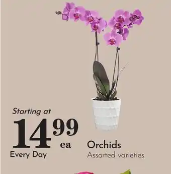 Pavilions Orchids offer