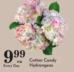 Pavilions Cotton Candy Hydrangeas offer