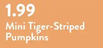 Fresh Thyme Mini Tiger-Striped Pumpkins offer