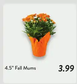 Fresh Thyme 4.5 Fall Mums offer