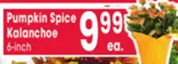 Jewel-Osco Pumpkin Spice Kalanchoe offer