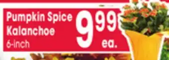 Jewel-Osco Pumpkin Spice Kalanchoe offer