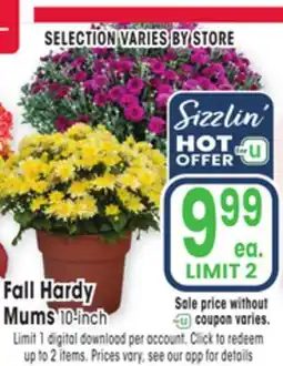 Jewel-Osco Fall Hardy Mums offer