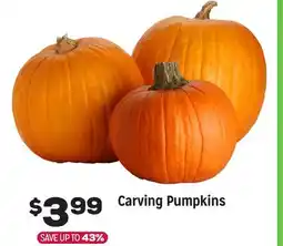 Grocery Outlet Carving Pumpkins offer