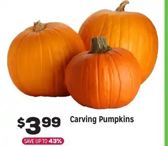 Grocery Outlet Carving Pumpkins offer
