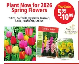Ocean State Job Lot Plant Now for 2026 Spring Flowers offer