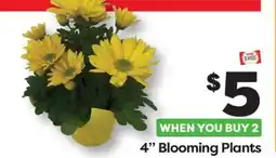 Weis Markets 4 Blooming Plants offer