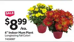 Stop&Shop 6 Indoor Mum Plant offer