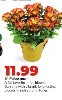 Hy-Vee 6 Pelee mum offer