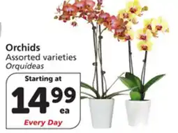 Albertsons Orchids offer