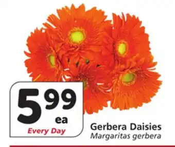 Vons Gerbera Daisies offer