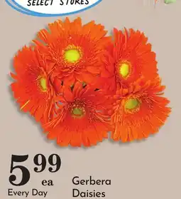 Pavilions Gerbera Daisies offer