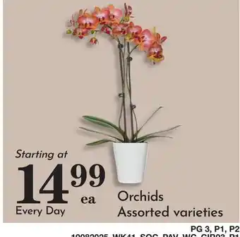 Pavilions Orchids offer