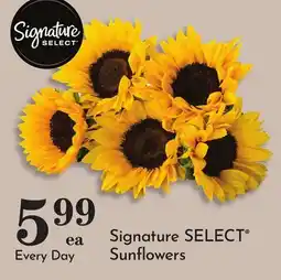 Pavilions Signature SELECT Sunflowers offer