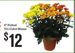 Mariano's 6 Potted Tri-Color Mums offer