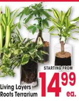 Jewel-Osco Living Layers Roots Terrarium offer