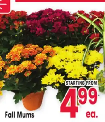 Jewel-Osco Fall Mums offer