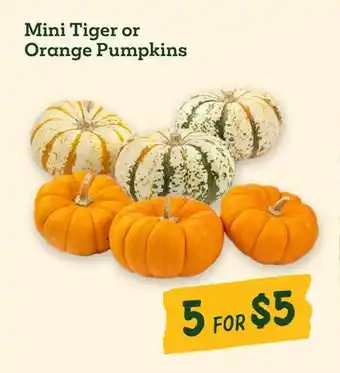 Sprouts Farmers Market Mini Tiger or Orange Pumpkins offer