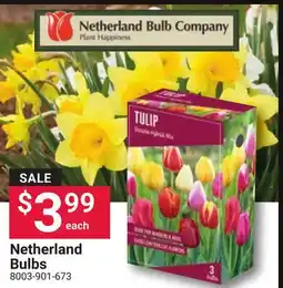Ace Hardware Netherland Bulbs offer