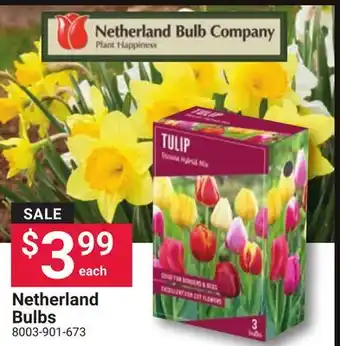 Ace Hardware Netherland Bulbs offer