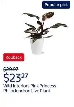Walmart Wild Interiors 8-14 Tall Pink Princess Philodendron Live Plant in 5 White Ceramic Pot, House Plant offer