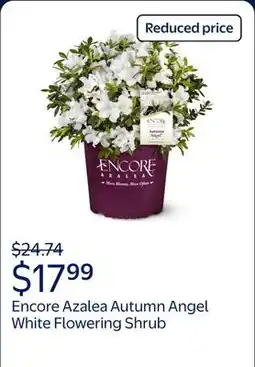 Walmart Encore Azalea Autumn Angel (1 Gallon) White Flowering Shrub - Full Sun Live Outdoor Plant offer
