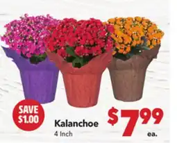 Vallarta Supermarkets Kalanchoe offer
